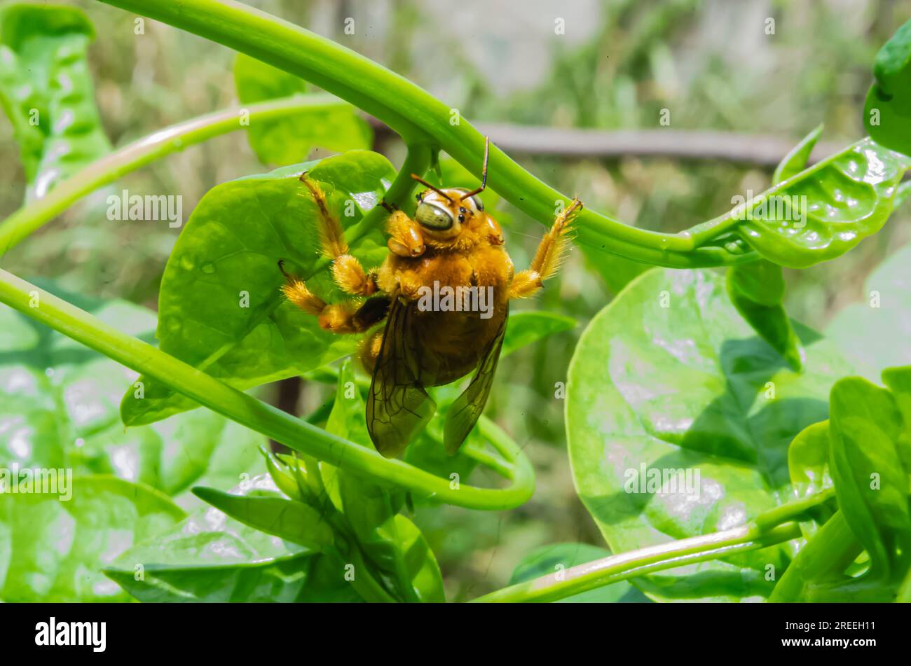 Tête de Carpenter Bee sur l'épinard de Malabar Banque D'Images