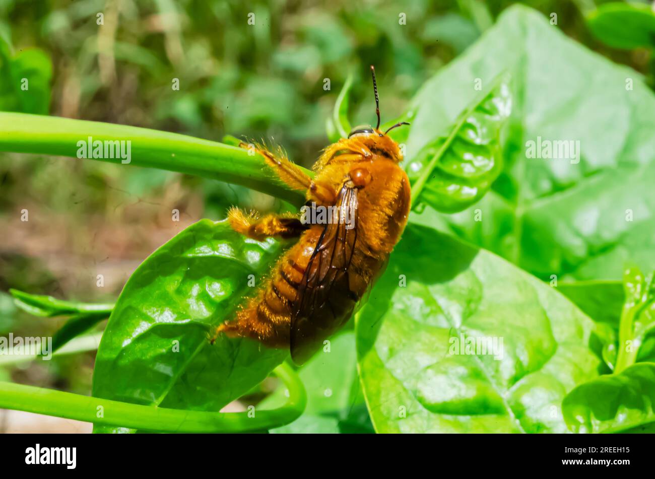 Xylocopa Sonorina Bee sur Malabar épinards en gros plan Banque D'Images