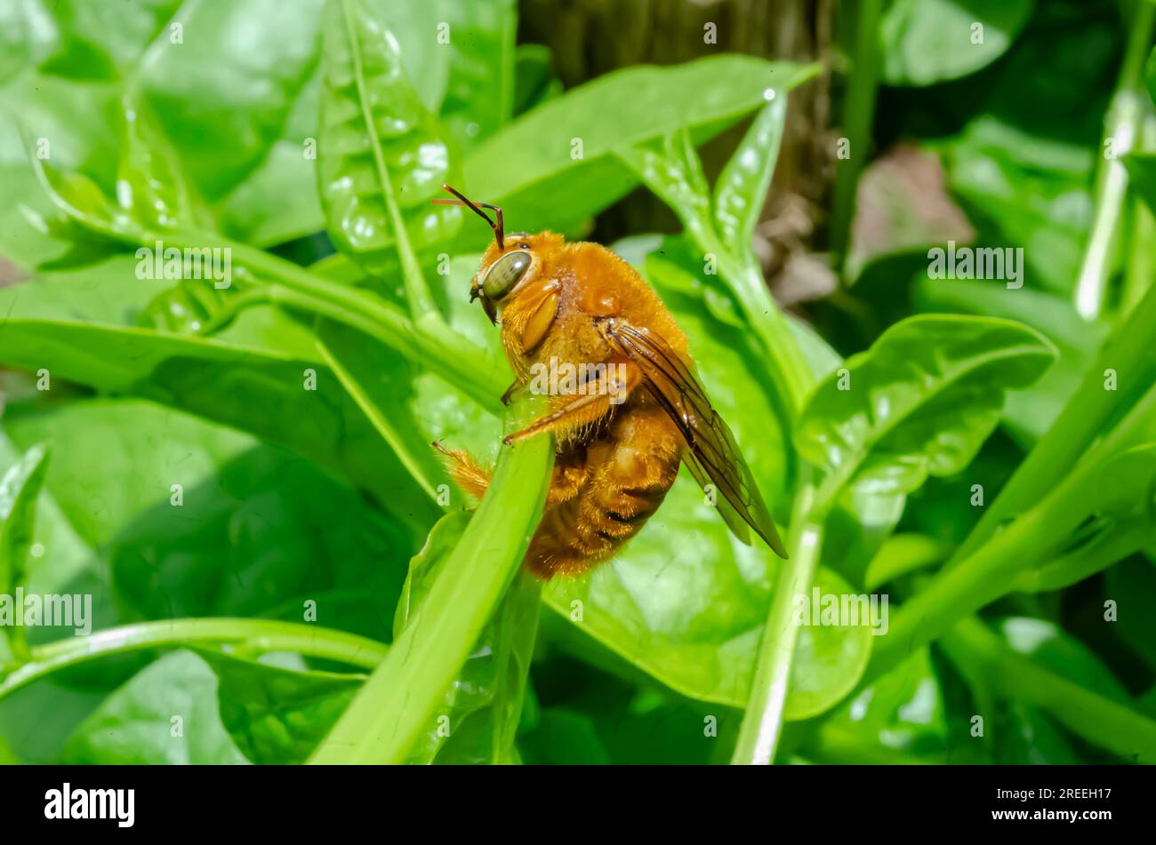 Côté de Carpenter Bee sur l'épinard de Malabar Banque D'Images