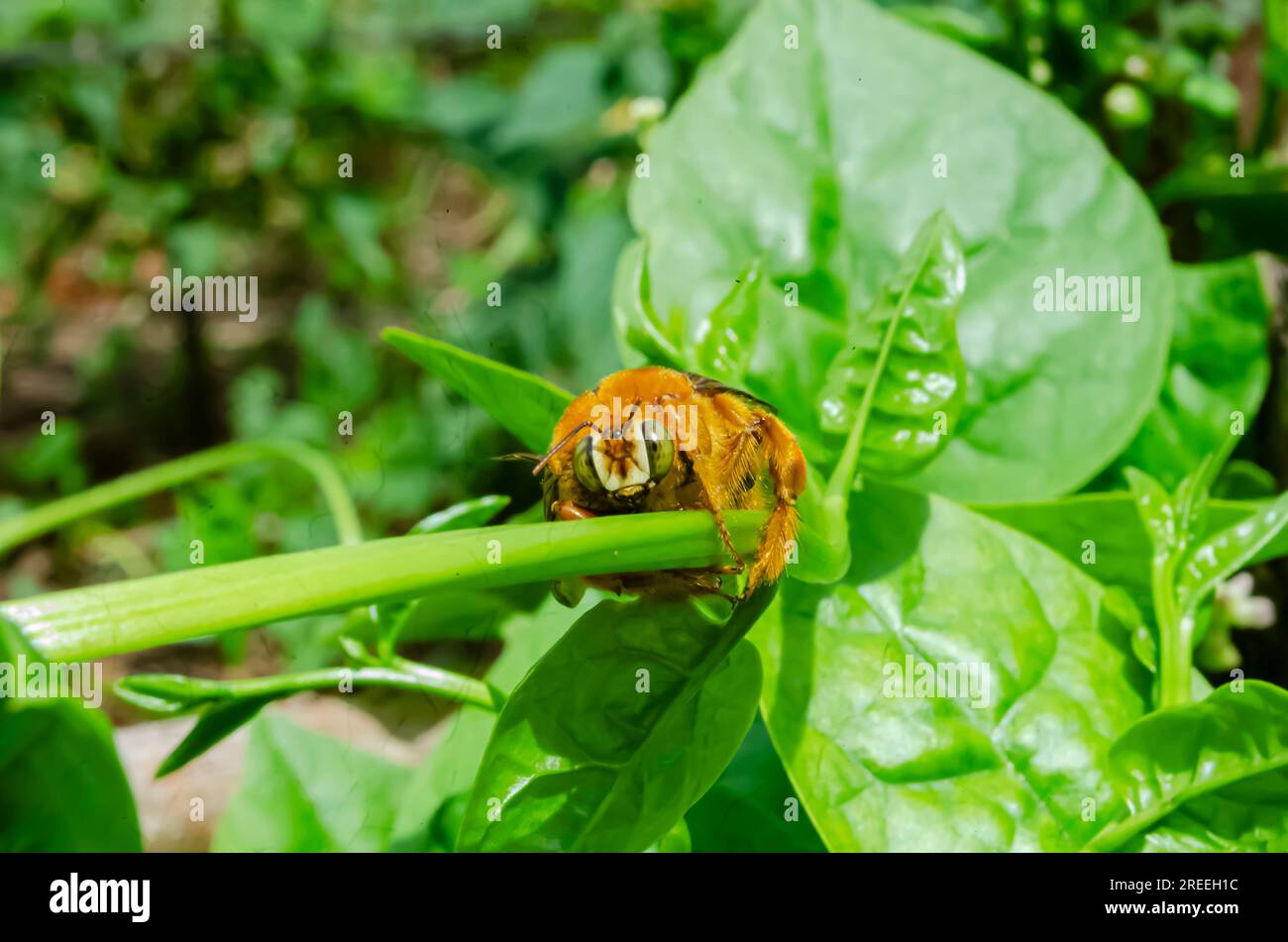 Visage de Carpenter Bee sur l'épinard de Malabar Banque D'Images