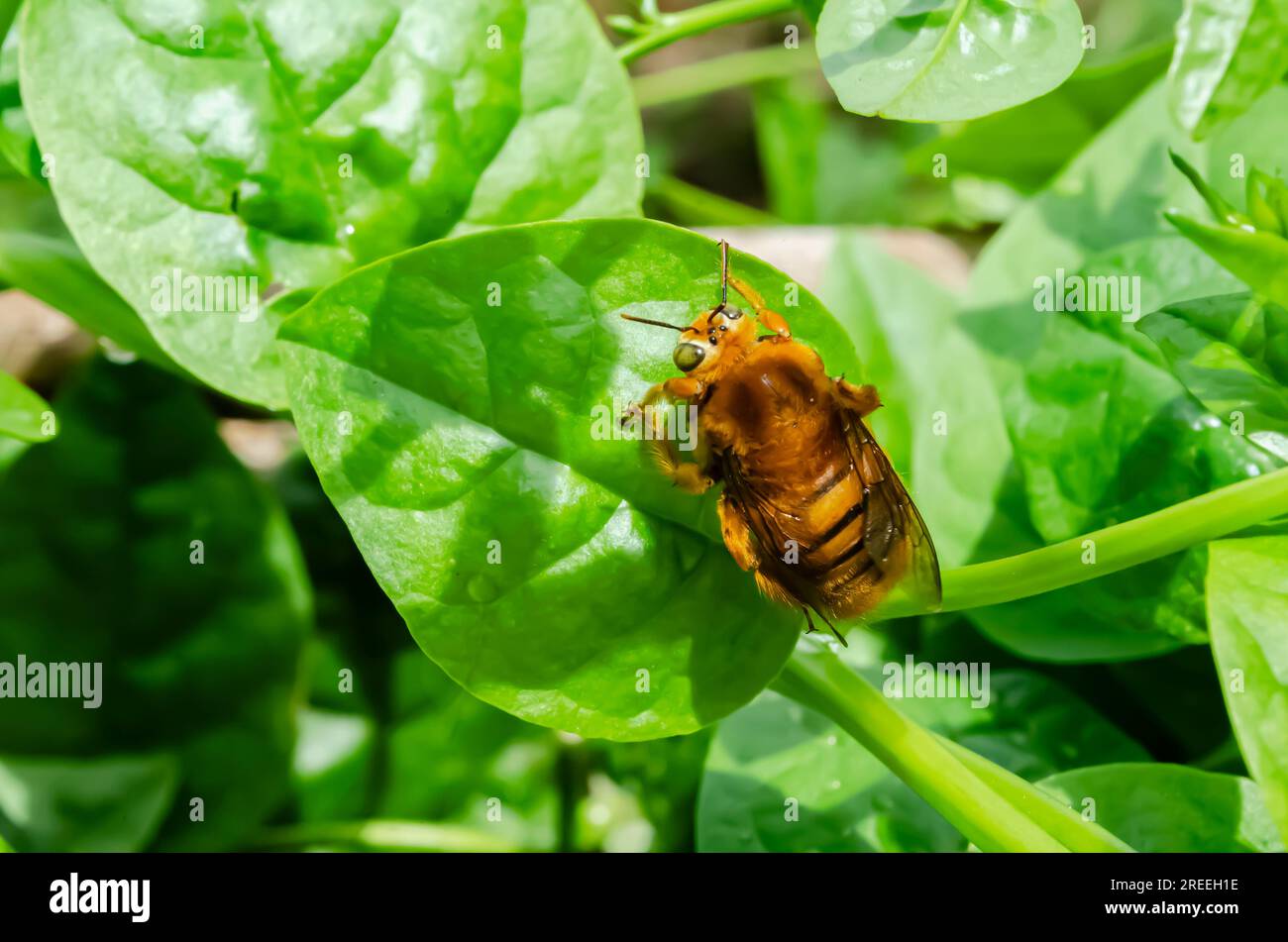 Xylocopa Sonorina Bee sur épinard de Malabar Banque D'Images