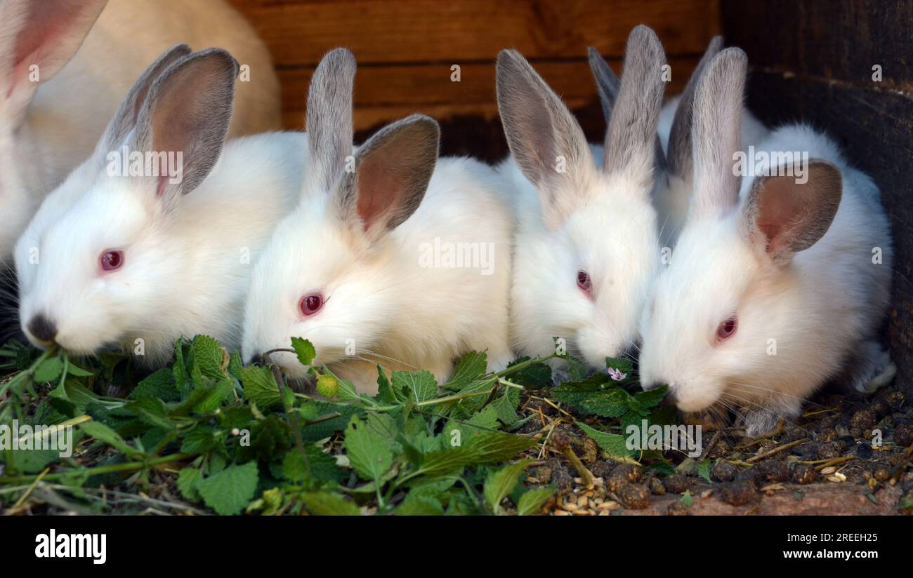 Un jeune lapin de la race californienne Banque D'Images