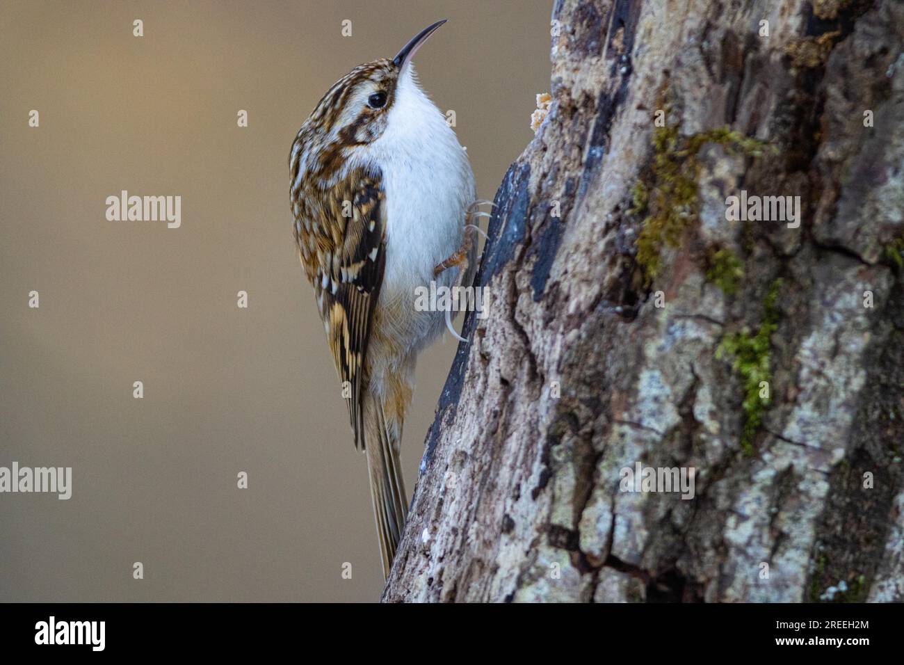 Treecreper eurasien (Certhia familiaris) Allemagne Banque D'Images