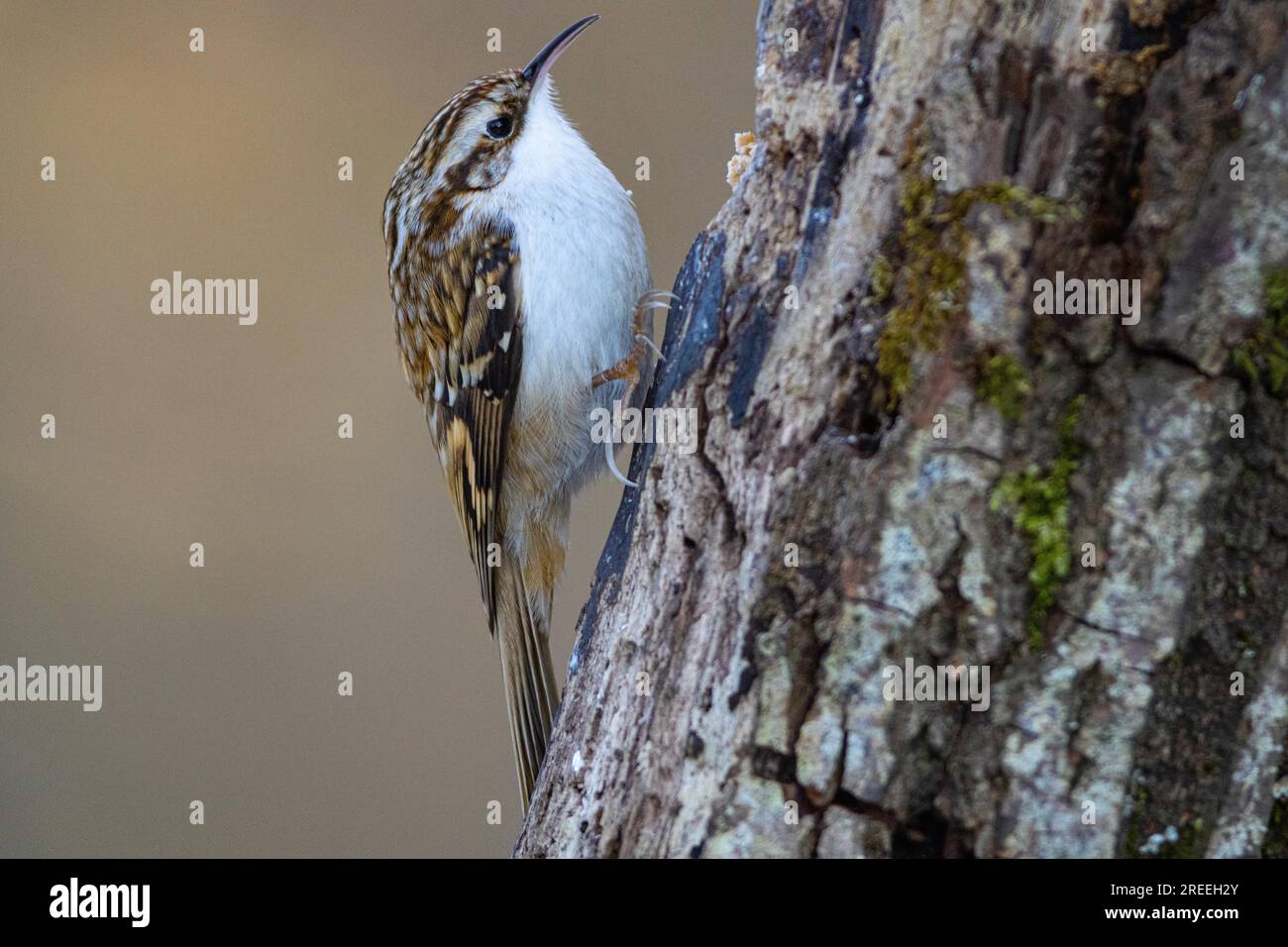 Treecreper eurasien (Certhia familiaris) Allemagne Banque D'Images