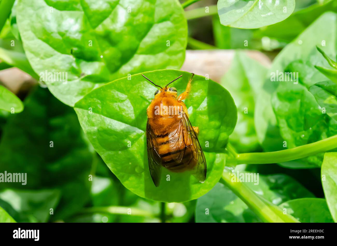 Bee charpentier sur épinard de Malabar Banque D'Images