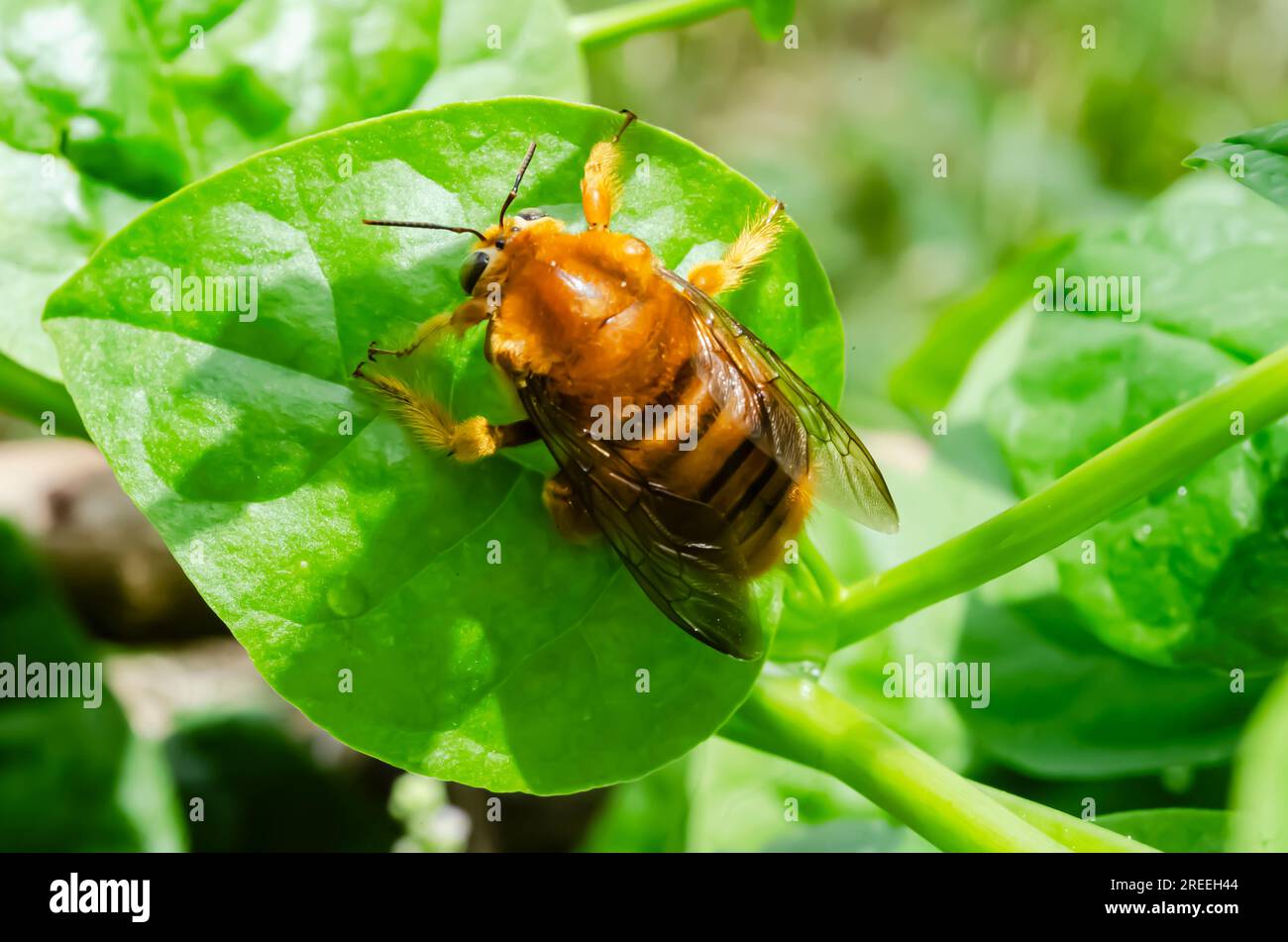 Gros plan de Carpenter Bee sur l'épinard de Malabar Banque D'Images