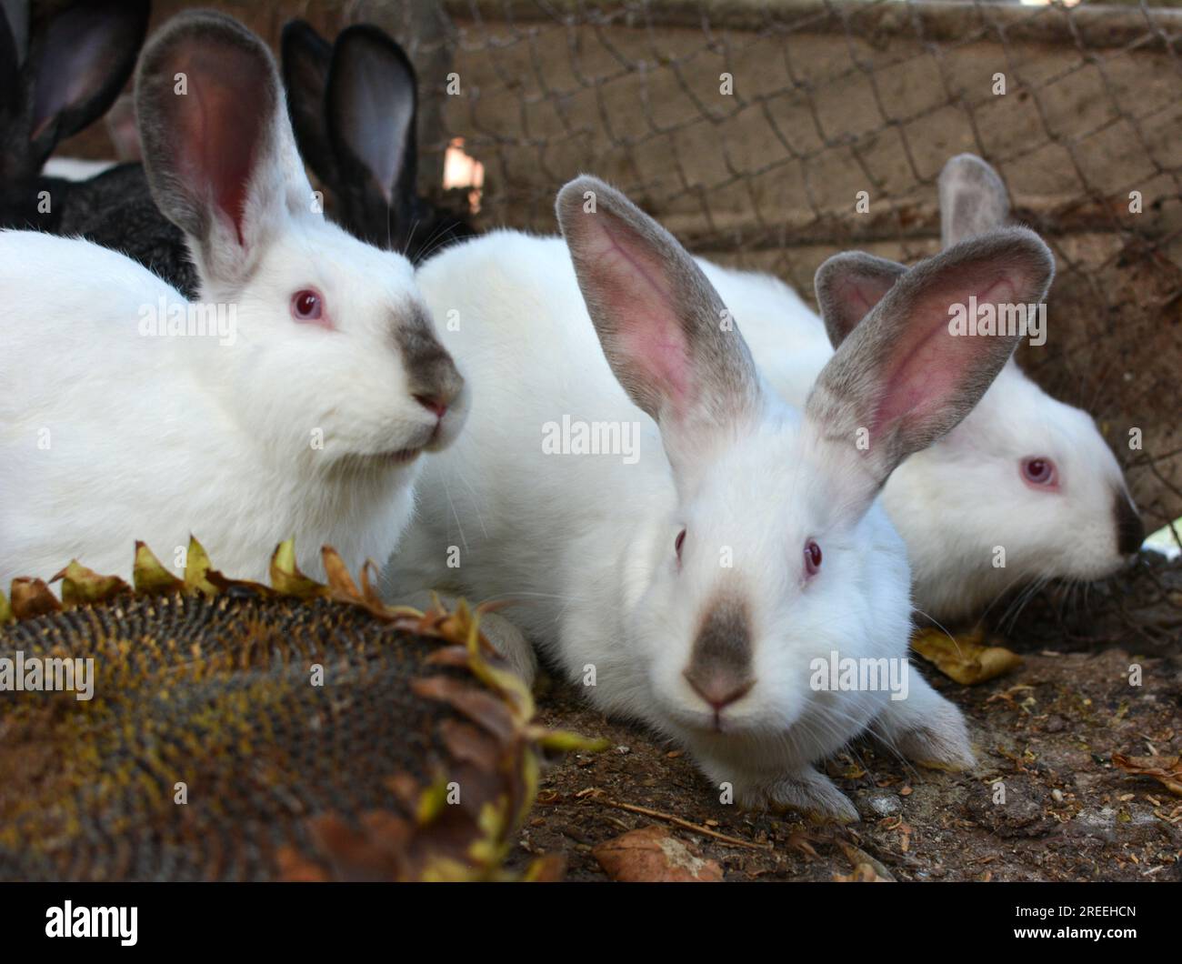 Un jeune lapin de la race californienne Banque D'Images