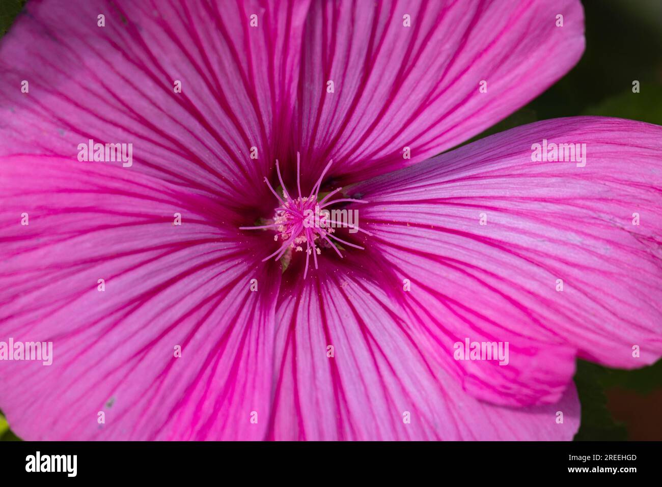 Mauve (Malva), rose, fleur en gros plan, Ternitz, Basse-Autriche, Autriche Banque D'Images