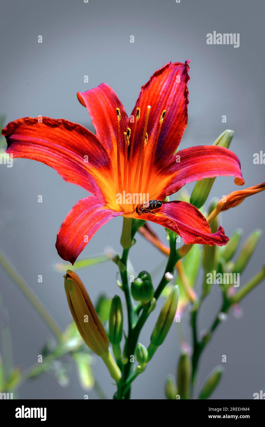 Lys orangés (Hemerocallis fulva), avec abeille, Allgaeu, Bavière, Allemagne Banque D'Images