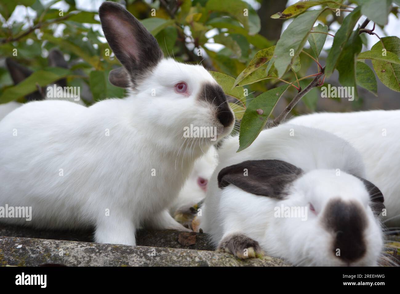 Un jeune lapin de la race californienne Banque D'Images