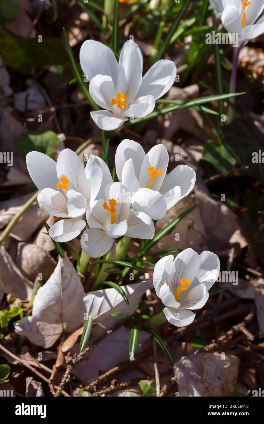 Premières fleurs au printemps, crocus blancs Banque D'Images