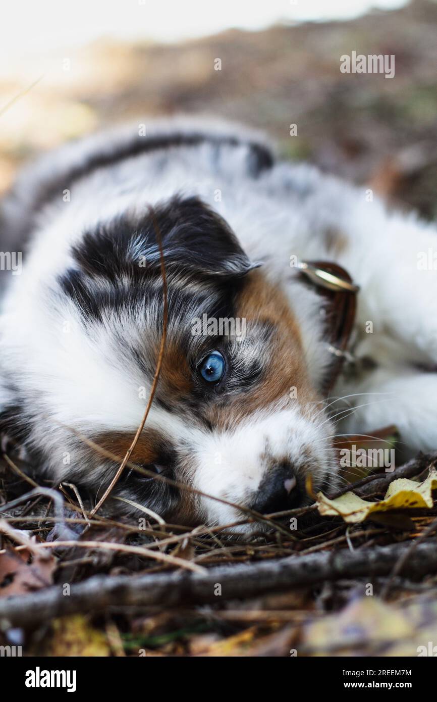 Beau jeune mâle Blue Merle Berger australien chiot allongé sur le sol d'automne. Banque D'Images