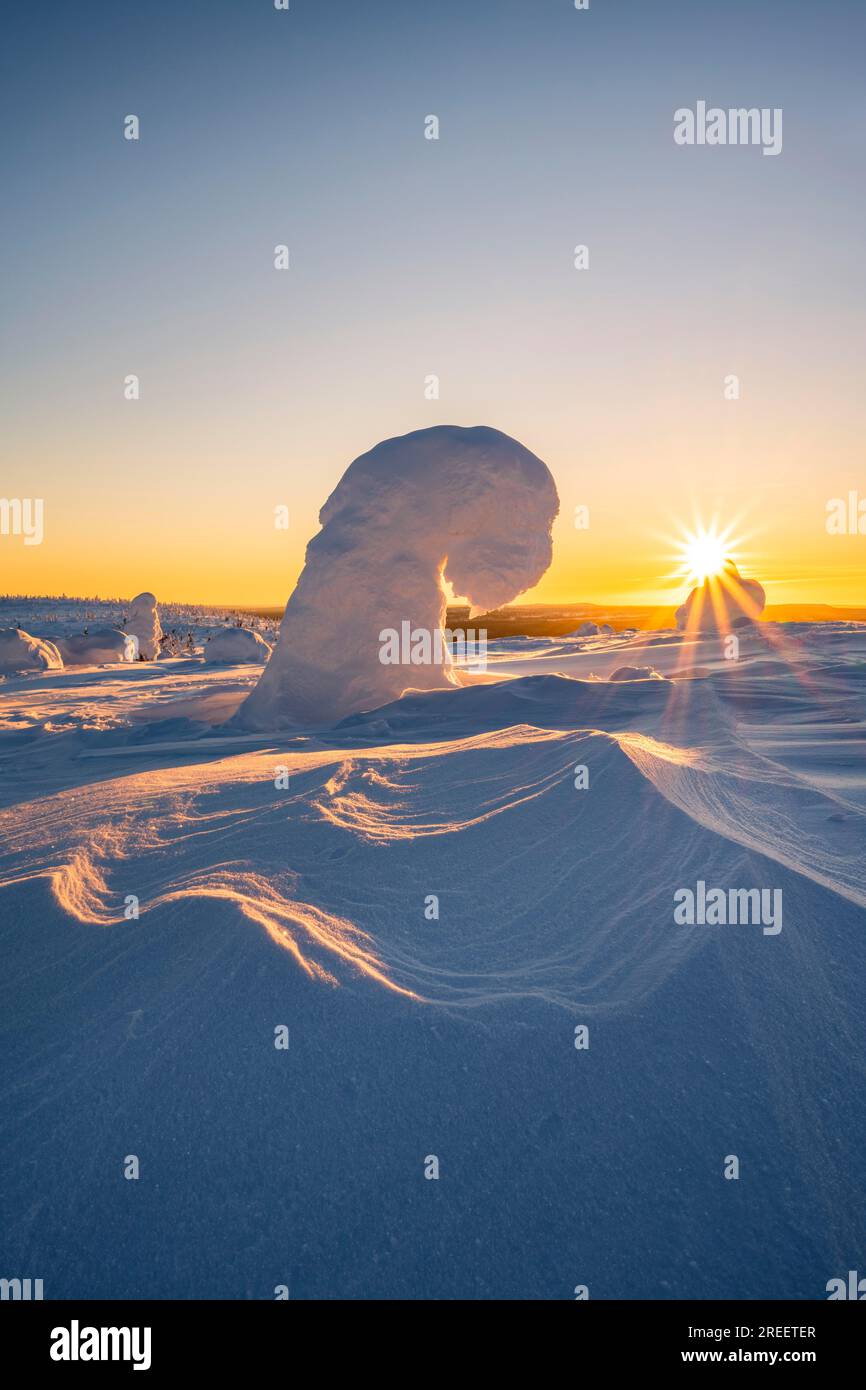 Arbres enneigés, paysage hivernal, parc national de Riisitunturi, Posio, Laponie, Finlande Banque D'Images