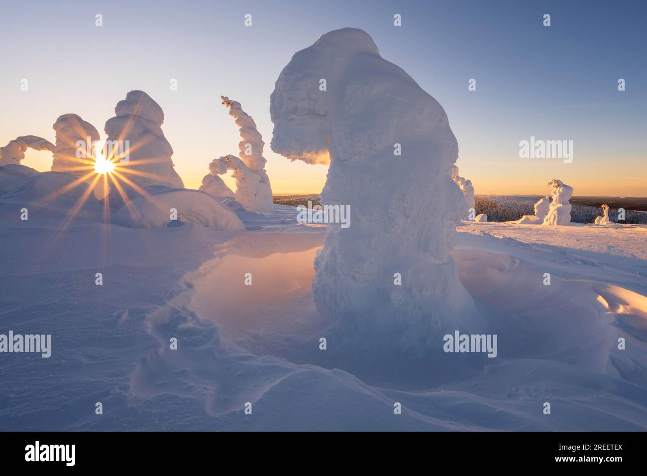 Arbres enneigés, paysage hivernal, parc national de Riisitunturi, Posio, Laponie, Finlande Banque D'Images