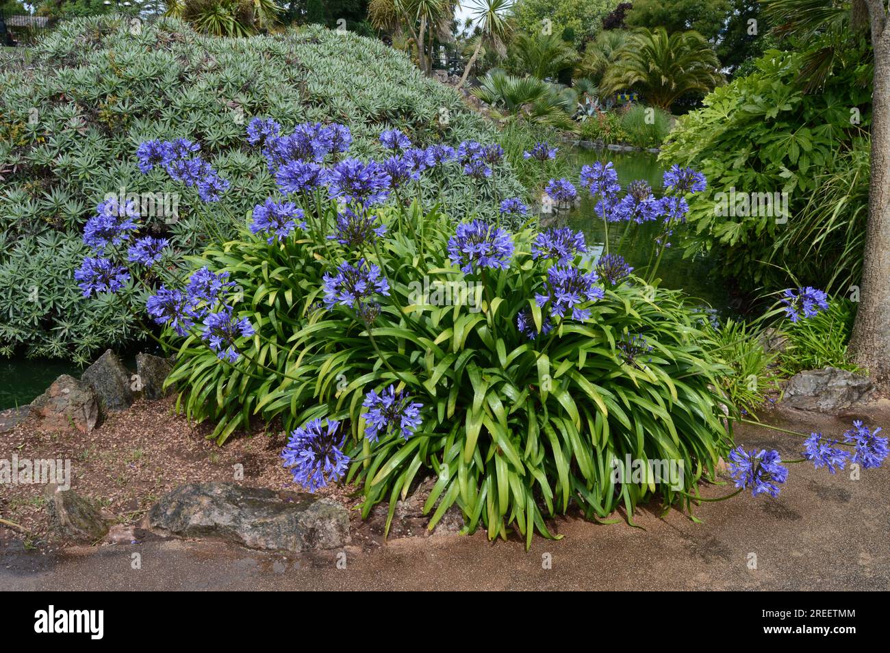 Agapanthus pousse parmi d'autres plantes exotiques à Torre Gardens, Torquay Banque D'Images
