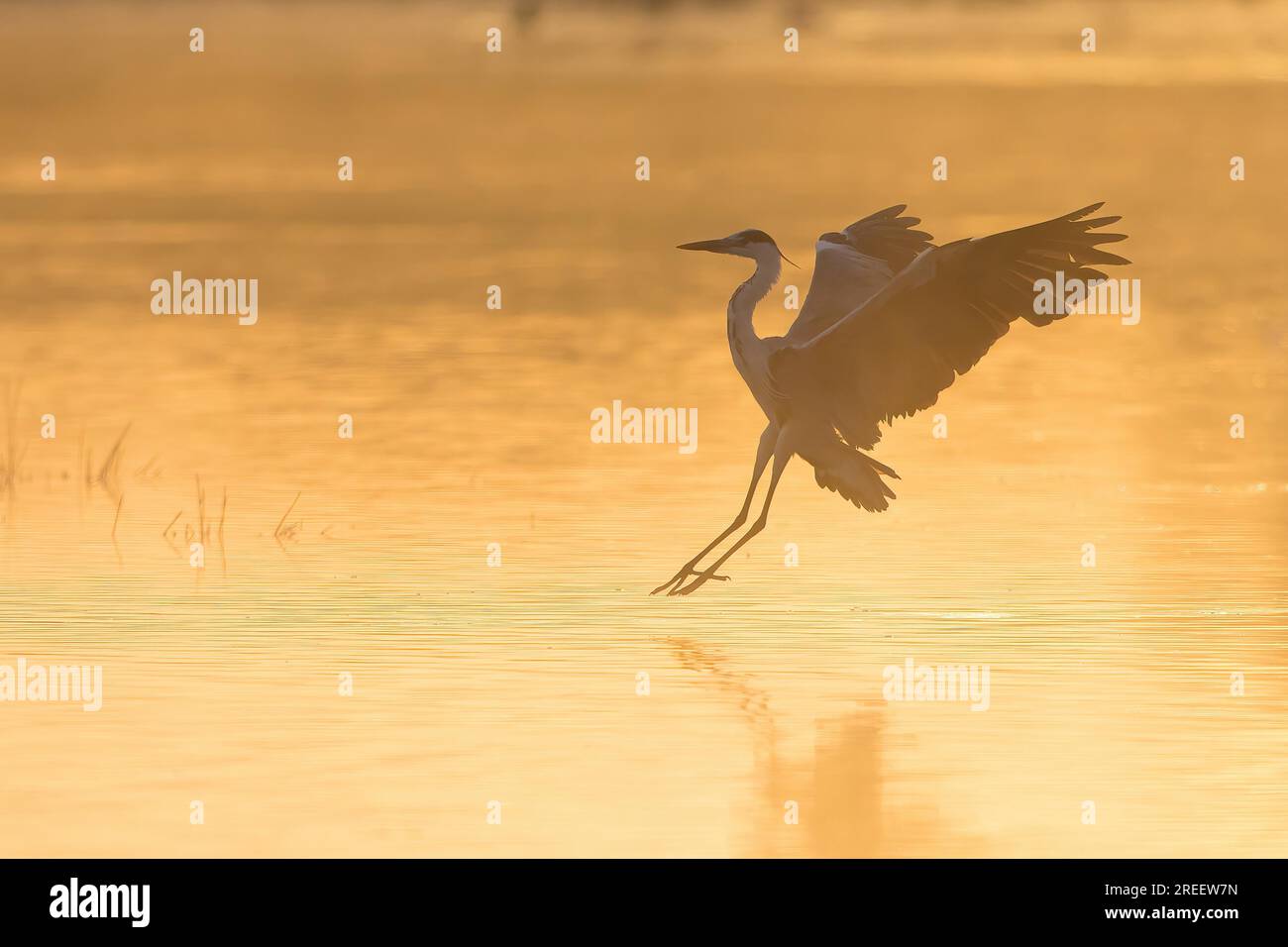 Héron gris (Ardea cinerea) devant l'atterrissage dans l'eau, atmosphère brumeuse, Hesse, Allemagne Banque D'Images