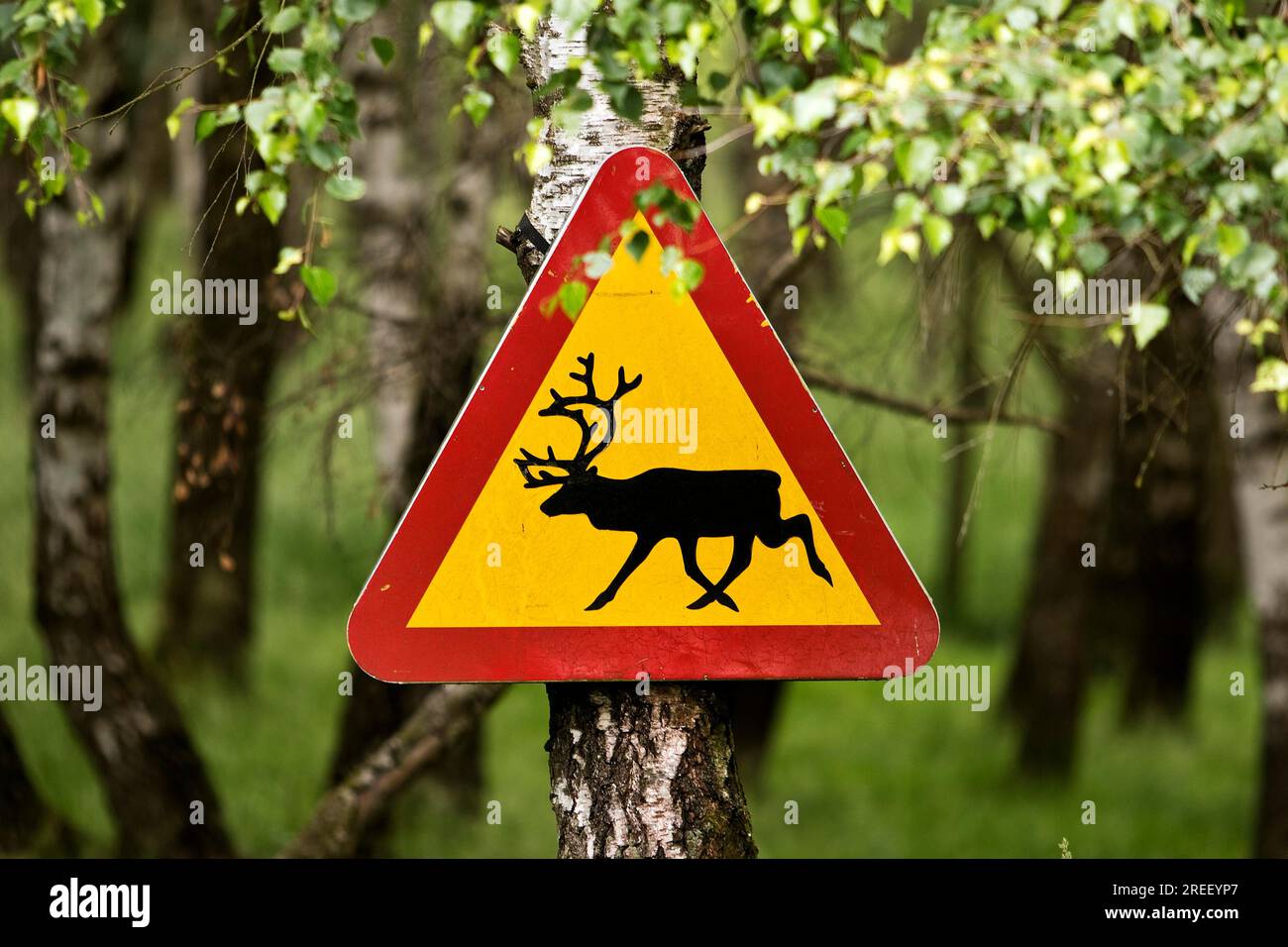 Panneau d'avertissement contre l'orignal au zoo de Sababurg, Hofgeismar, Reinhardswald, Hesse, Allemagne Banque D'Images