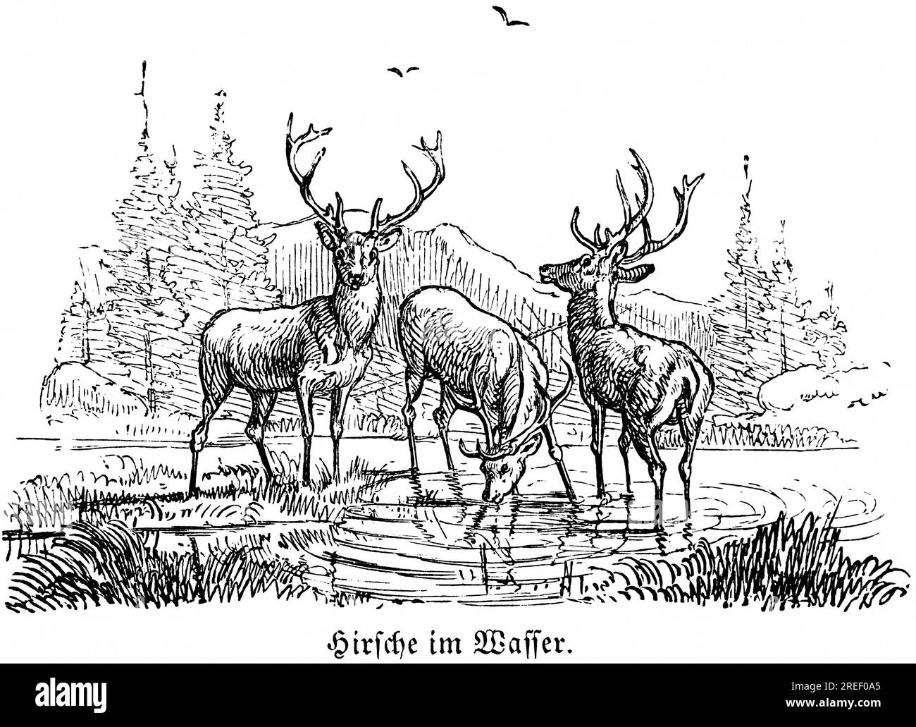 Trois cerfs dans l'eau, Hubertus chasse, scènes de chasse, animaux sauvages, nature, lac, rivage, forêt, boisson, plantes, illustration historique autour Banque D'Images