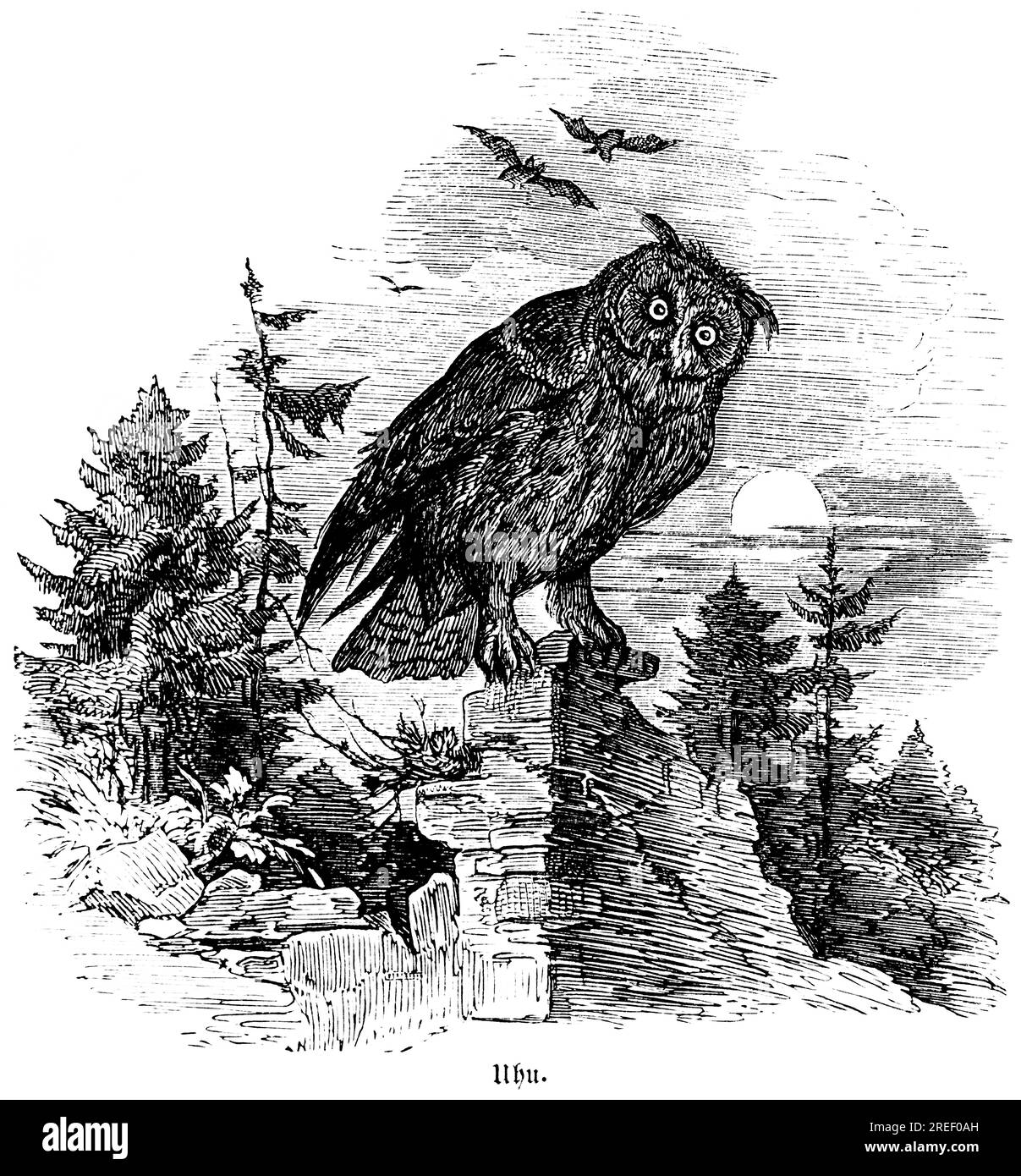 Aigle-hibou eurasien, chasse Hubertus, scènes de chasse, animaux sauvages, forêt, mur, soleil du soir, assis, griffes, illustration historique vers 1860 Banque D'Images
