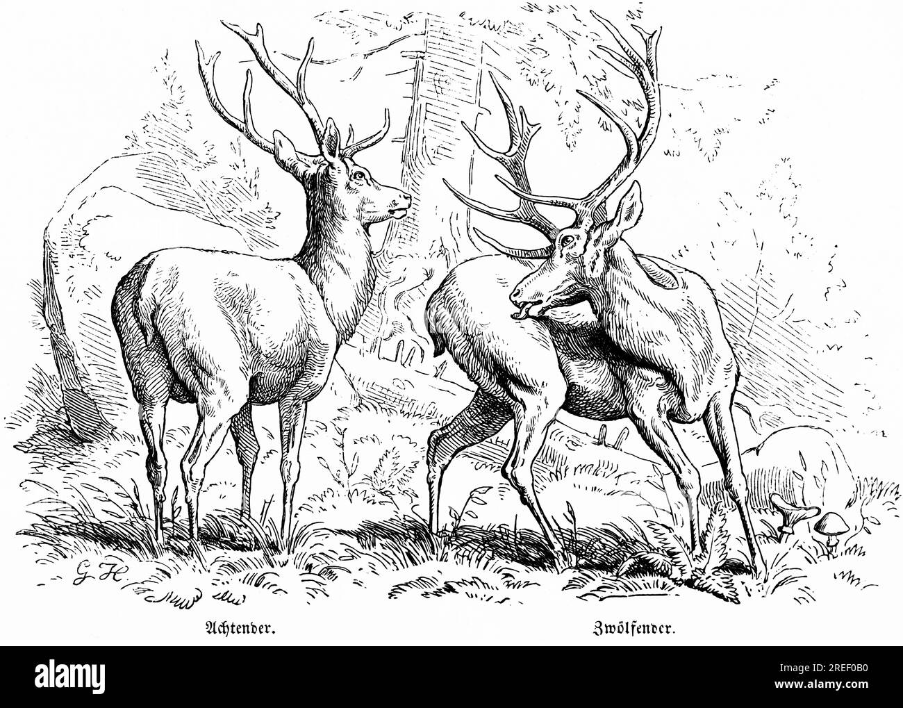 Cerfs, Eights and Twelve in the Forest, Hubertus Hunting, scènes de chasse, animaux sauvages, nature, Lick, Turning the Head, Illustration historique Banque D'Images