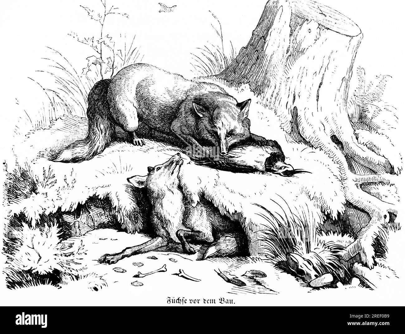 Deux renards devant la tanière, Hubertus chasse et scènes de chasse, animaux sauvages, grotte, souche d'arbre, terre, herbe, proie, oiseau, bouche, nature Banque D'Images