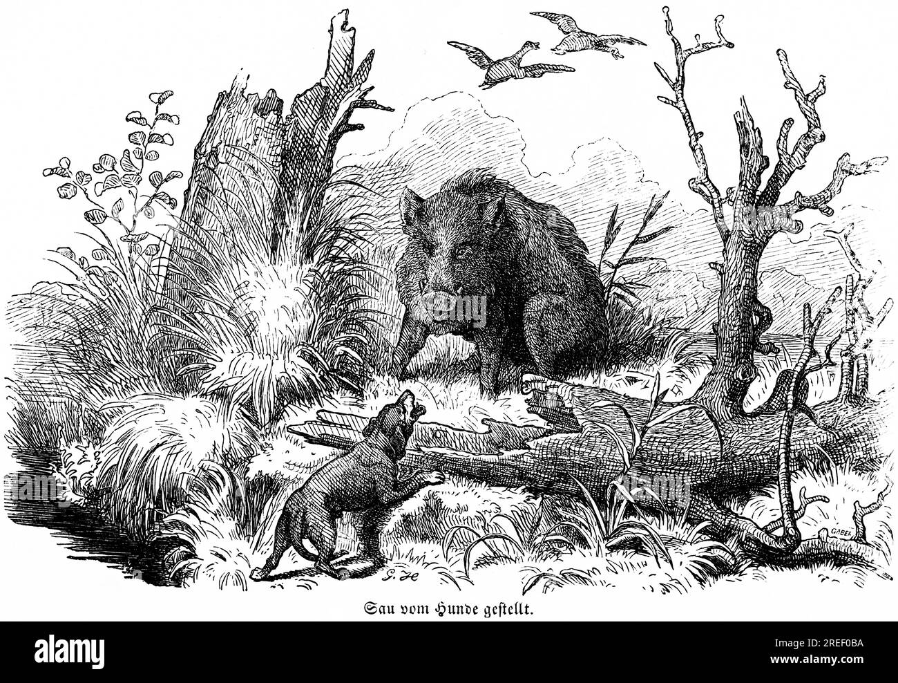 Semez par chien, truie sauvage, oiseaux, aboiements, arbres, Hubertus chasse, scènes de chasse, animaux sauvages, nature, illustration historique vers 1860 Banque D'Images