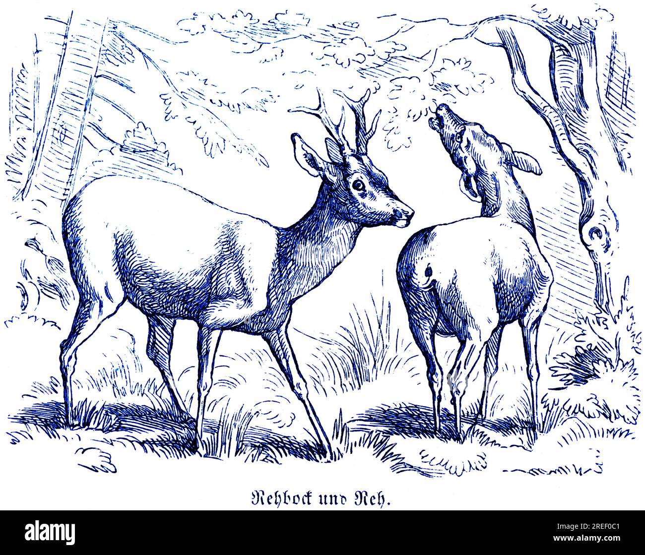Roebuck et chevreuil, Hubertus chasse et scènes de chasse, animaux sauvages, deux chevreuils, bois, latéralement, de derrière, des arbres, rugissant, debout Banque D'Images