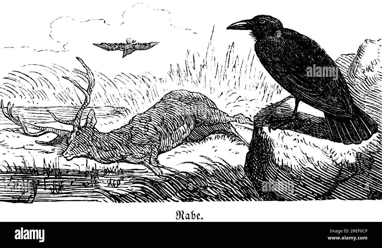 Raven, Hubertus chasse et scènes de chasse, animaux sauvages, nature, cerf mort, oiseau, roche, bec, noir, plumage, illustration historique vers 1860 Banque D'Images
