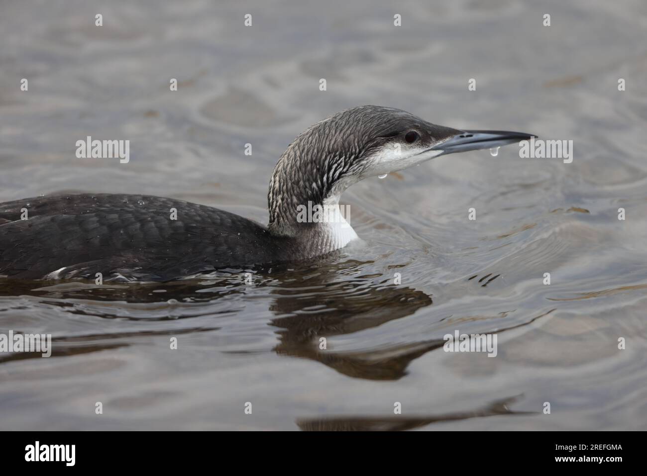 Black-Throated Diver ou Arctic Loon (Gavia arctica) au Japon Banque D'Images