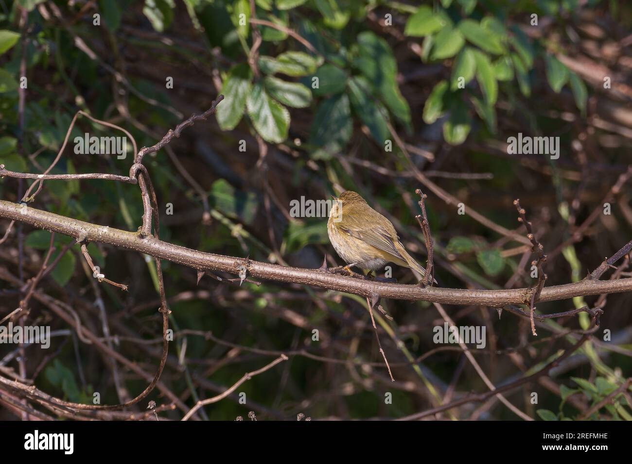 Oiseau commun de mousseline perché sur une branche vue de derrière avec la lumière du soleil Banque D'Images