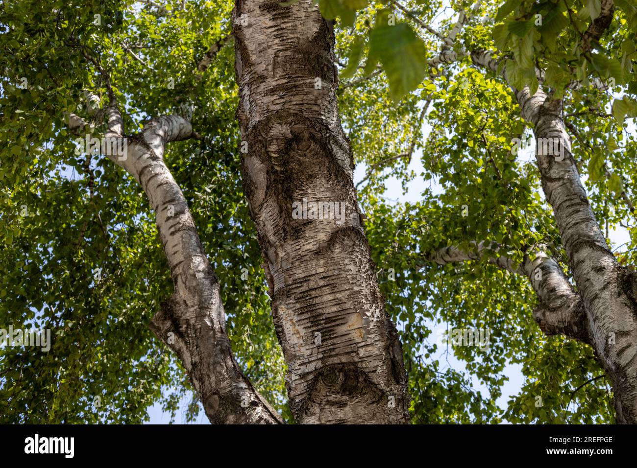 Vue de texture abstraite plein cadre à faible angle de la canopée inférieure des branches et des feuilles sur un bouleau blanc par une journée ensoleillée Banque D'Images