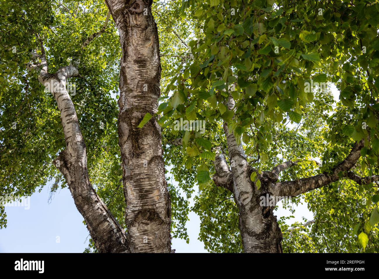 Vue de texture abstraite plein cadre à faible angle de la canopée inférieure des branches et des feuilles sur un bouleau blanc par une journée ensoleillée Banque D'Images