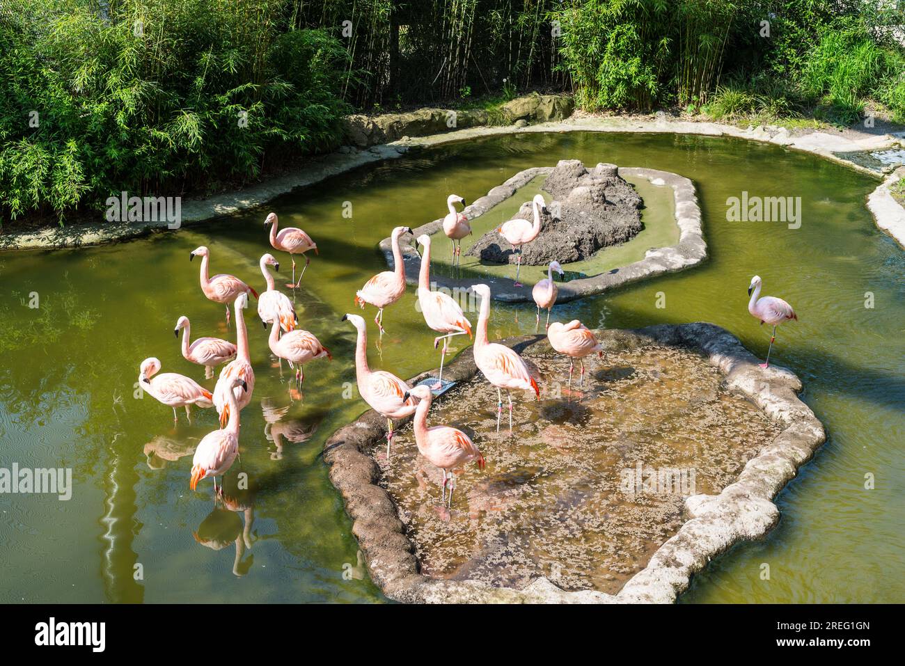 Flamants roses dans le zoo vert de Wuppertal en Allemagne Banque D'Images