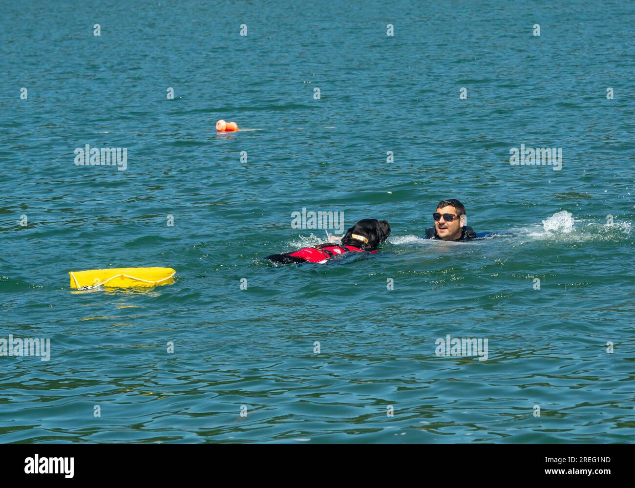 Sambotin, Gorj, Roumanie – 18 juillet 2023 : Aquares 2023 – exercice de sauvetage en eau avec un chien de sauvetage au lac Sambotin. Le chien est préparé pour la montagne et Banque D'Images