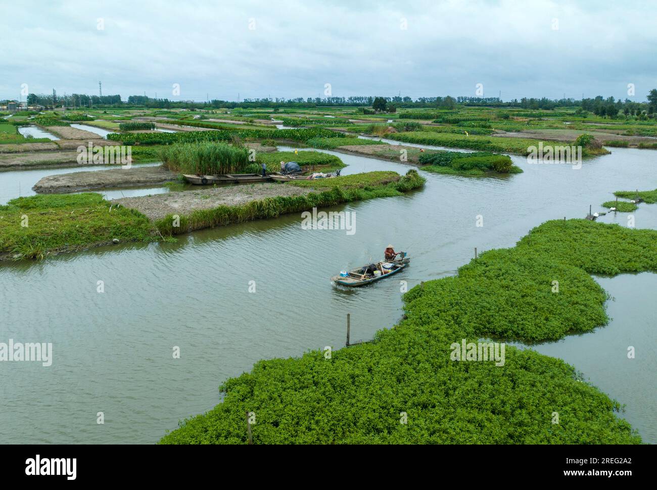 XINGHUA, CHINE - 28 JUILLET 2023 - des agriculteurs prennent un bateau pour travailler sur une plantation de taro dragon dans la ville de Xinghua, province du Jiangsu, Chine, le 28 juillet 2023. Le Banque D'Images