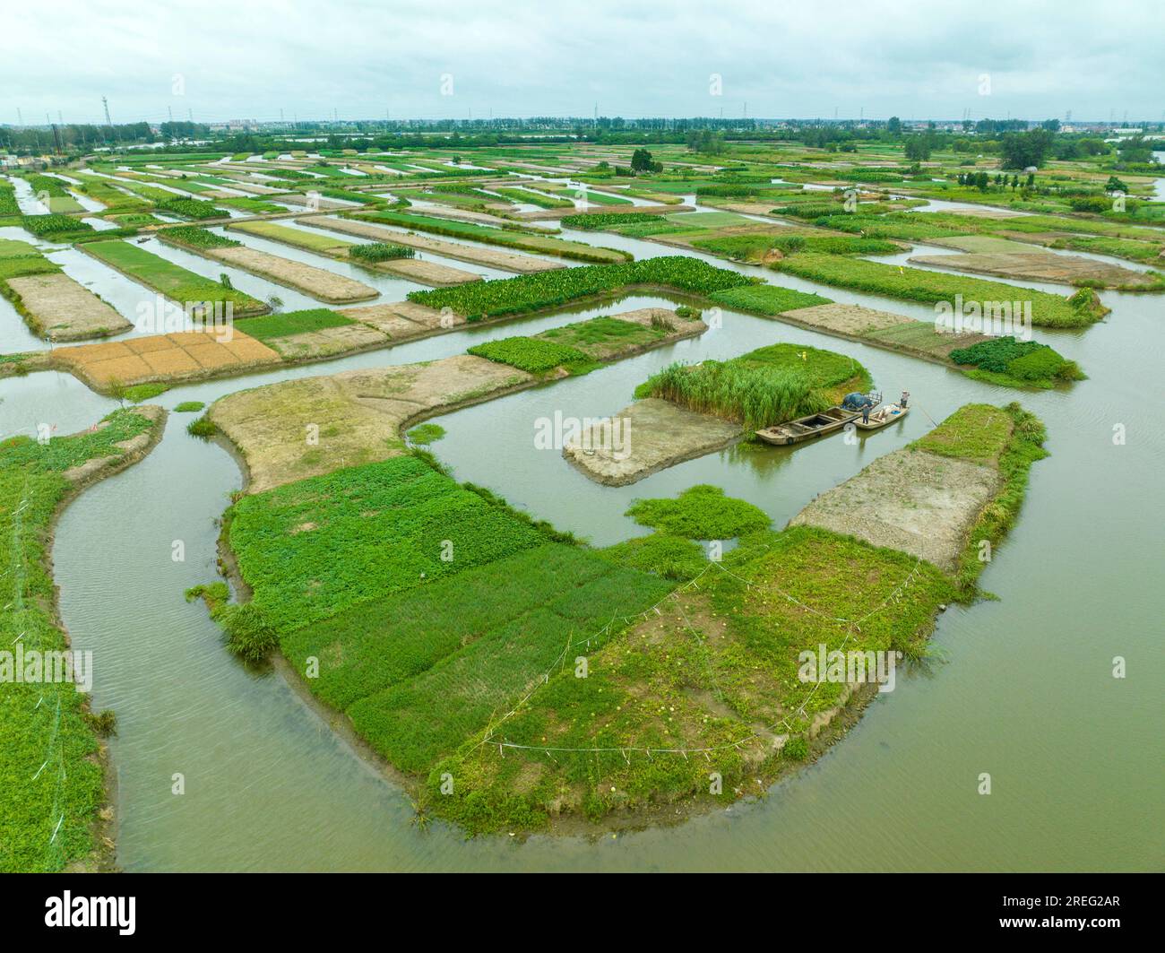 XINGHUA, CHINE - 28 JUILLET 2023 - des agriculteurs prennent un bateau pour travailler sur une plantation de taro de dragon dans la ville de Xinghua, province de Jiangsu, Chine, 28 juillet 2023.le X. Banque D'Images