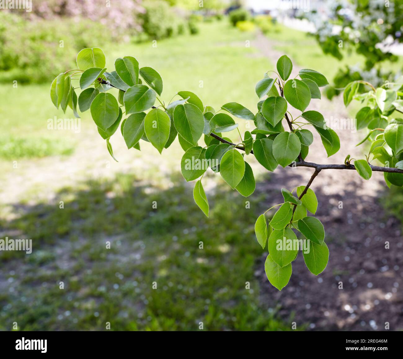 Belles feuilles de poire verte sur branche.arbre de poire à fleurs.fond de printemps frais sur nature à l'extérieur Banque D'Images