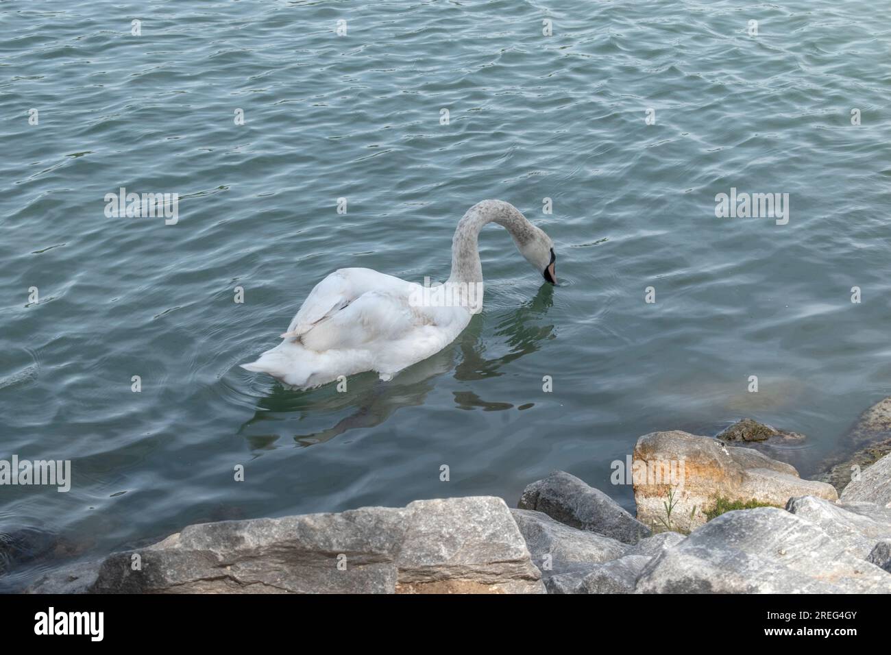 Un cygne muet serein glisse gracieusement à travers le Danube, ajoutant de la beauté aux eaux de Vienne, en Autriche. Banque D'Images