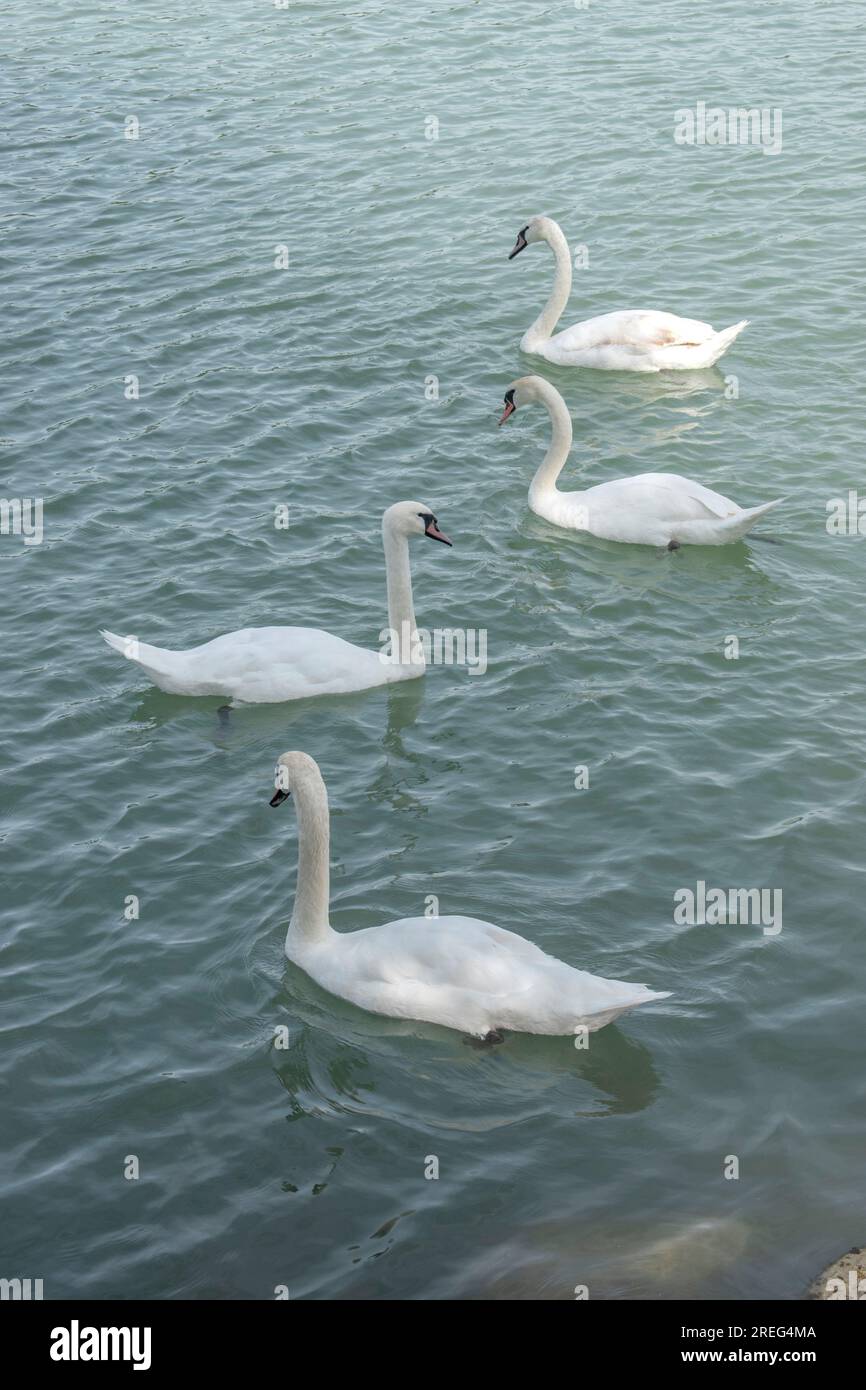 Cygnes muets : un groupe de cygnes muets glisse gracieusement dans les eaux du Danube à Vienne, en Autriche. Assistez à la beauté sereine de ces maje Banque D'Images