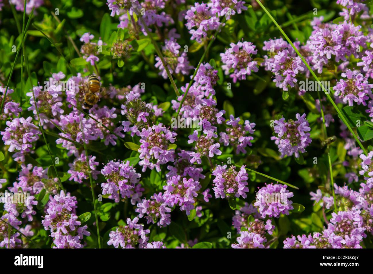 Thymus serpyllum parfumé en fleur, thym sauvage Breckland, thym rampant, ou thym de l'Elfin en gros plan, photo macro. Belle nourriture et plante médicinale i Banque D'Images