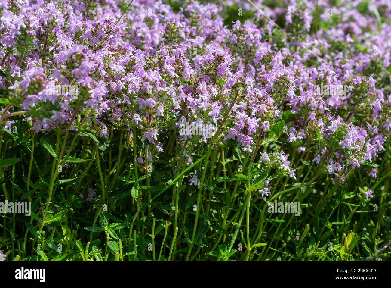 Thymus serpyllum parfumé en fleur, thym sauvage Breckland, thym rampant, ou thym de l'Elfin en gros plan, photo macro. Belle nourriture et plante médicinale i Banque D'Images