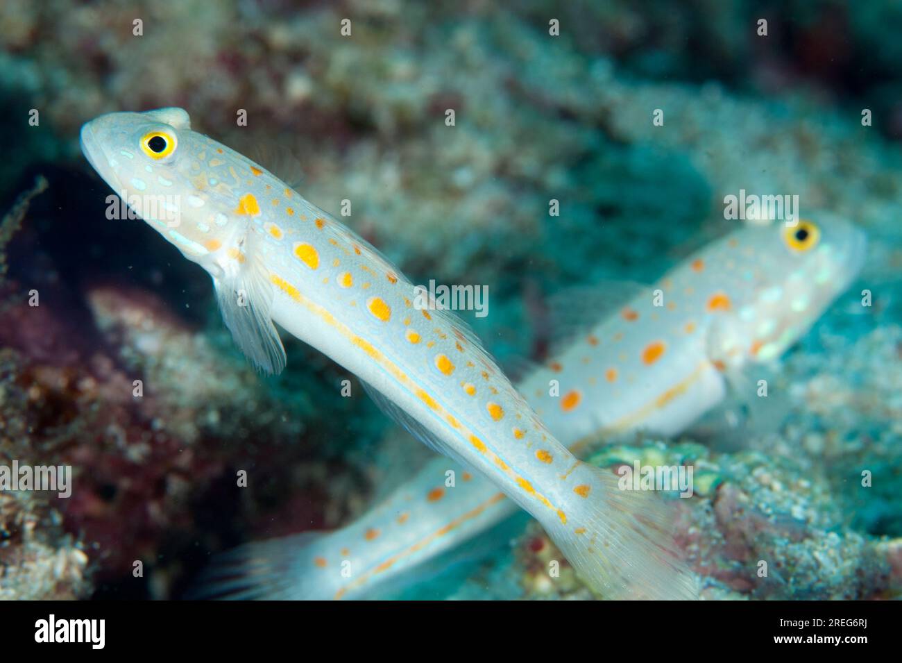 Paire de gobies orangés, Valenciennea puellaris, Palau Auri, Roon, Cendrawasih Bay, Papouasie occidentale, Indonésie Banque D'Images