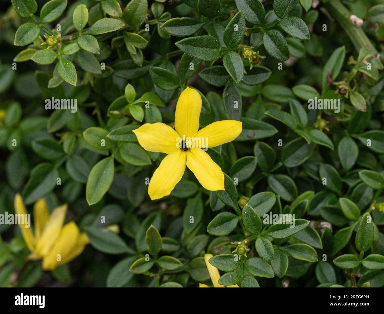 Une fleur jaune en forme d'étoile unique du jasmin nain, Jasminium parkeri Banque D'Images