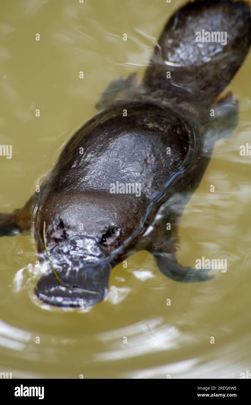 Ornithorhynchus anatinus, ornithorhynchus anatinus, ornithorynque à bec de canard, ruisseau Petersens, Yungaburra, Australie. Banque D'Images