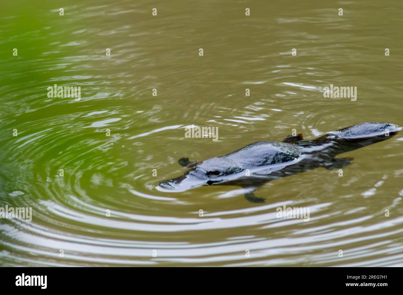 Ornithorhynchus anatinus, ornithorhynchus anatinus, ornithorynque à bec de canard, ruisseau Petersens, Yungaburra, Australie. Banque D'Images