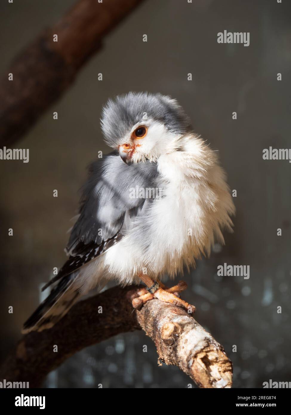 faucon pygmée exposé au Cotswold Falconry Centre à Batsford, Moreton-in-Marsh, Gloucestershire, Angleterre, Royaume-Uni Banque D'Images