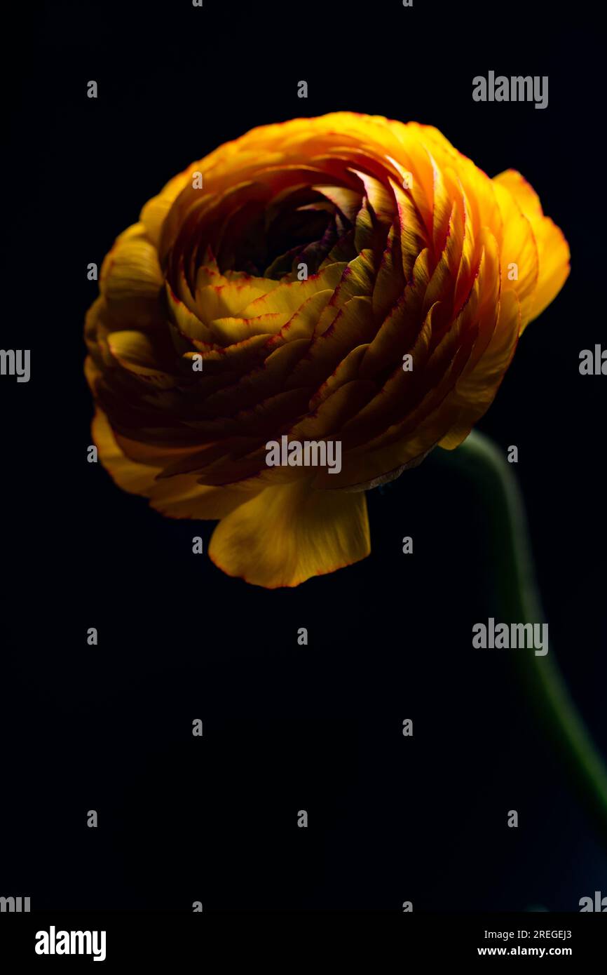 Ranunkulus fleur macro prise sur fond noir Banque D'Images