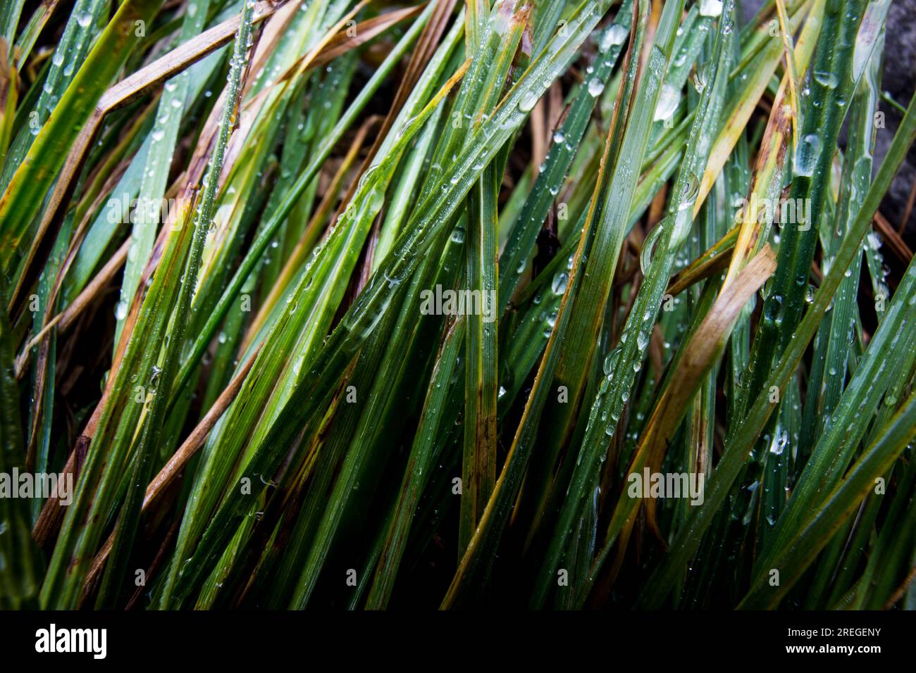 Gouttes d'eau sur les brins d'herbe. Banque D'Images