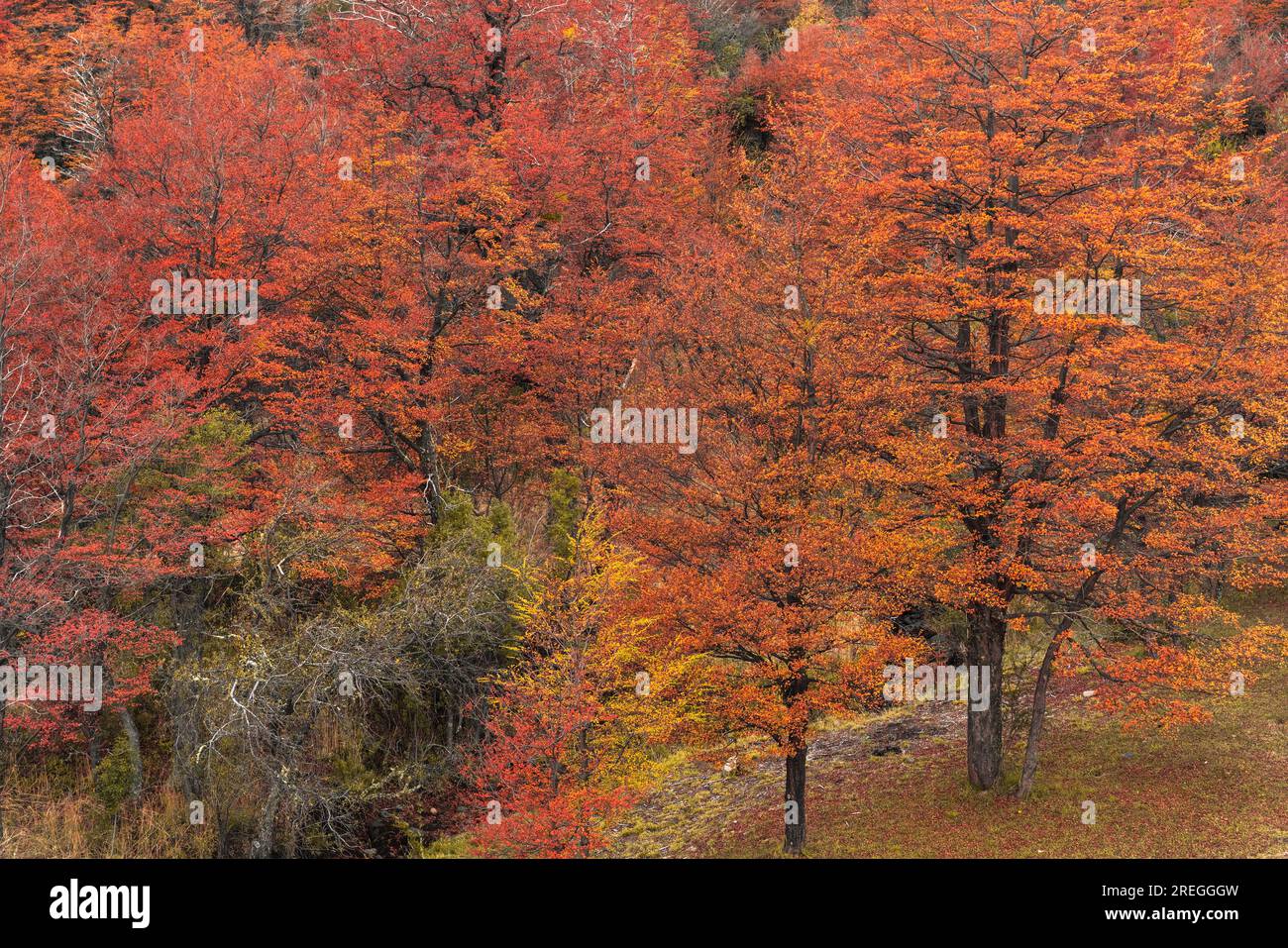 Autum coloré Lenga arbres dans Chubut Patagonia Argentine Banque D'Images