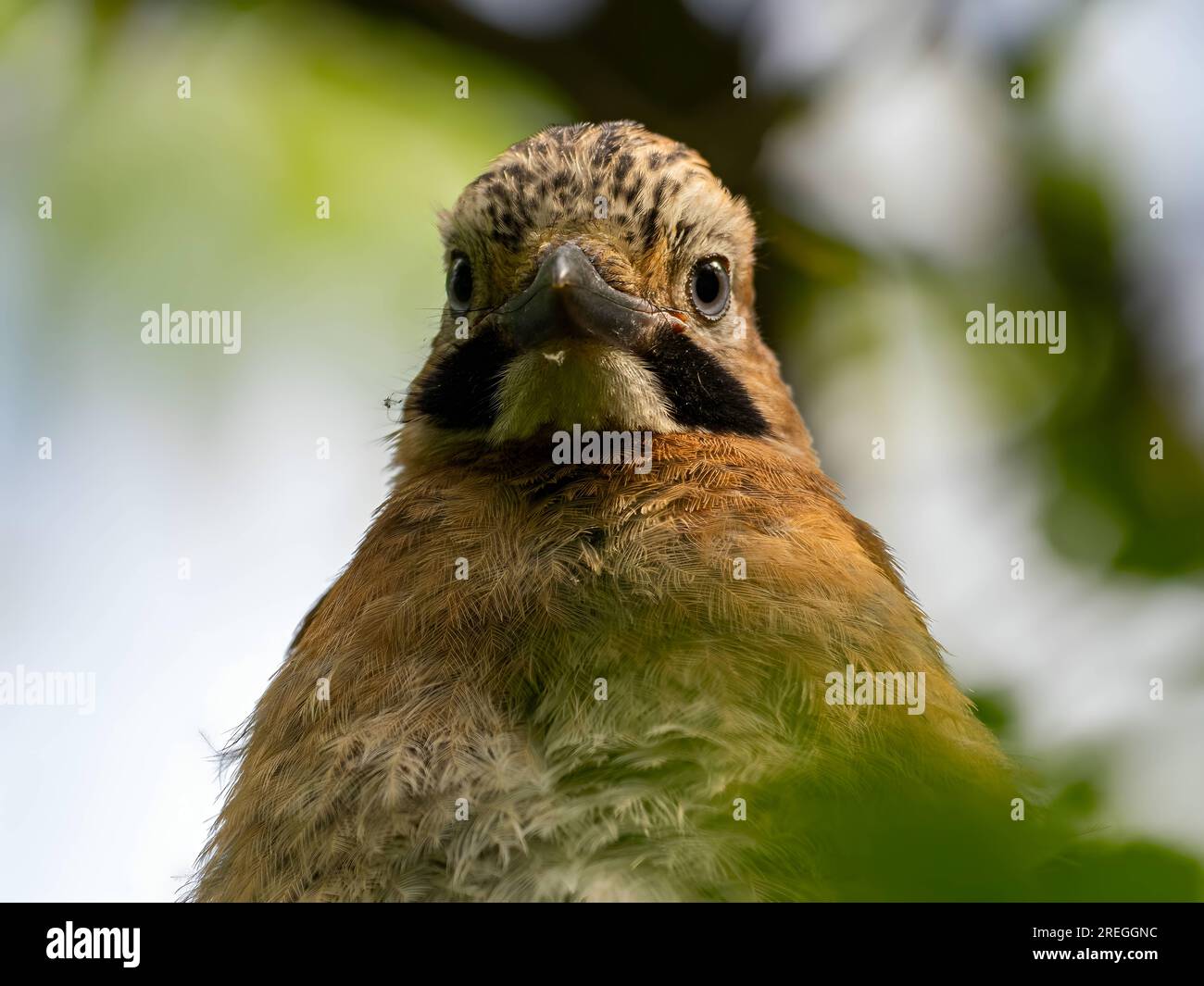 jay eurasien sur une branche d'arbre, photo portrait Banque D'Images